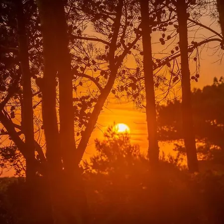 Seashell Luxury - 2 Ликсури